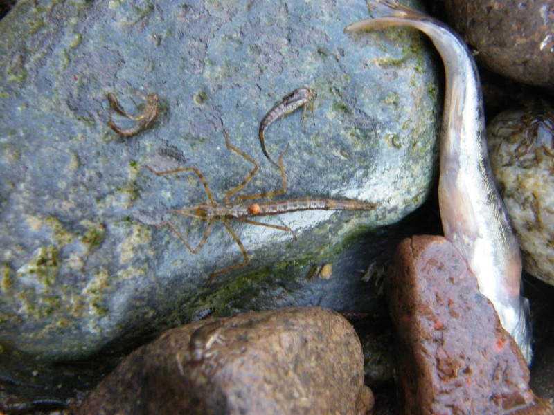 larve di insetti acquatici e crostacei